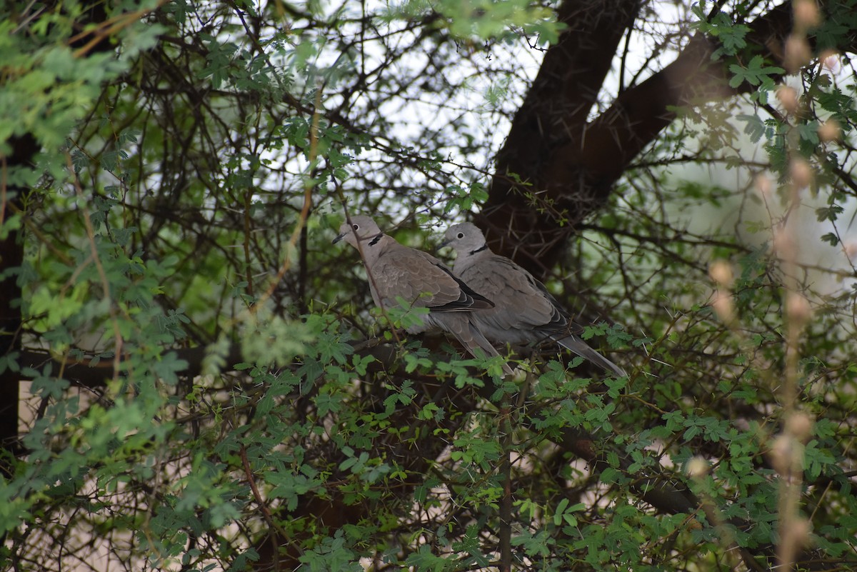Eurasian Collared-Dove - ML636402175