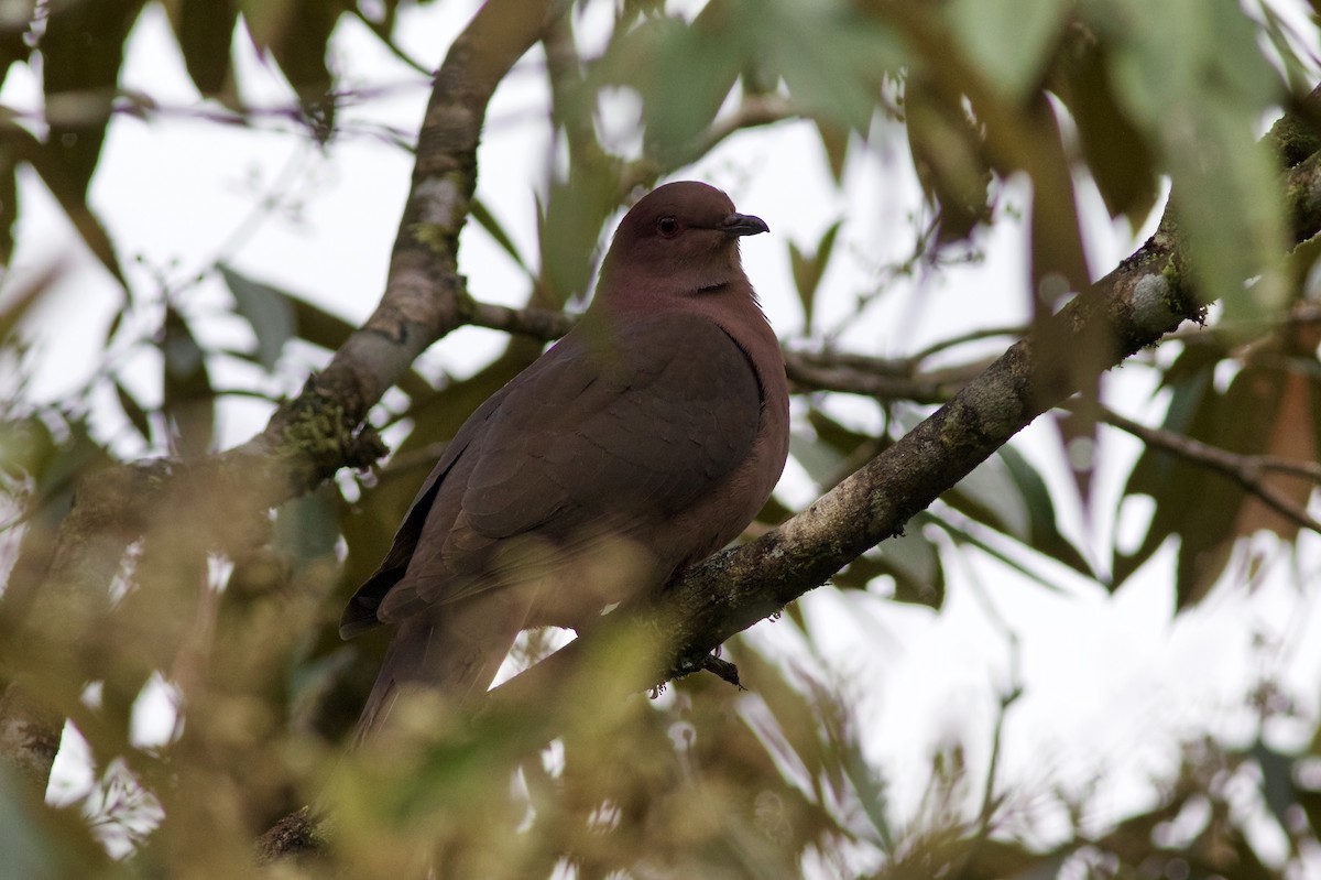 Short-billed Pigeon - ML636402180