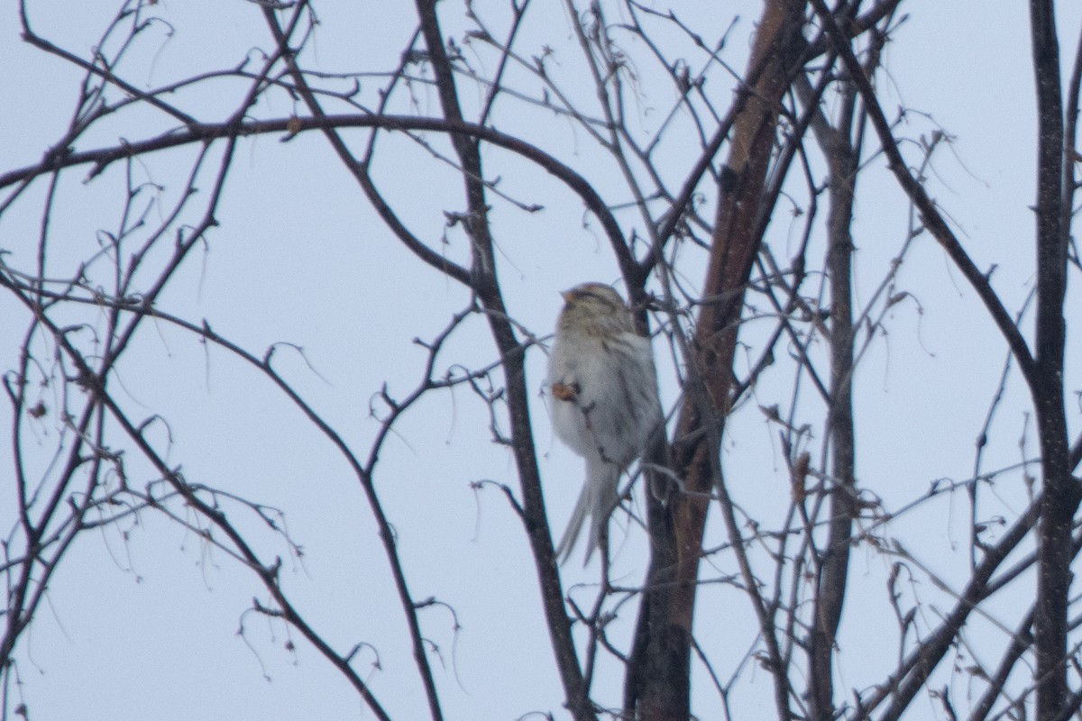 Redpoll (exilipes) - ML636402245
