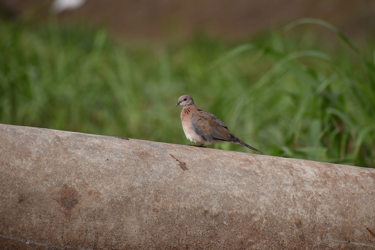 Laughing Dove - ML636402249