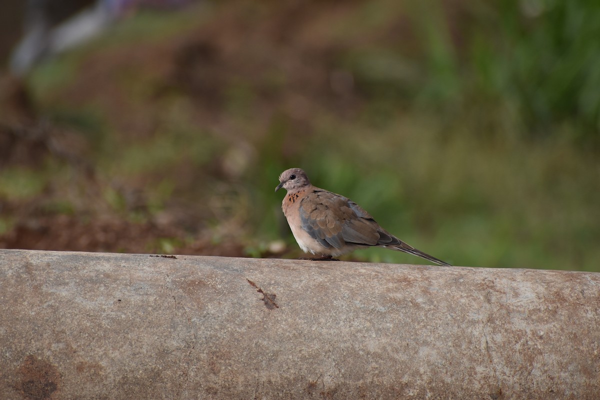 Laughing Dove - ML636402250