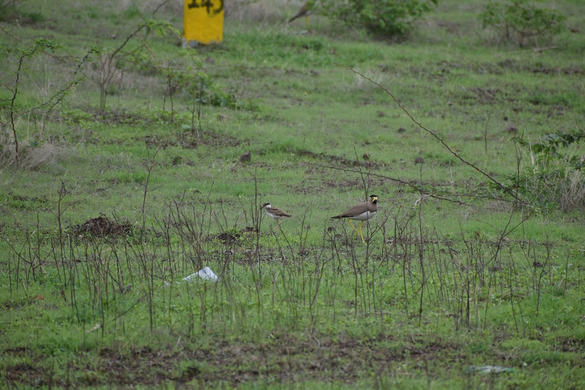 Yellow-wattled Lapwing - ML636402288