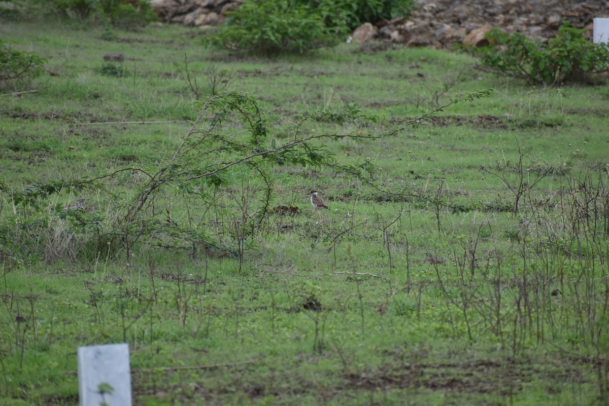 Yellow-wattled Lapwing - ML636402289