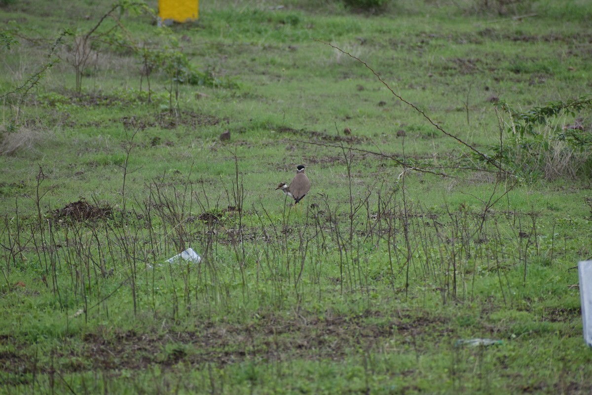 Yellow-wattled Lapwing - ML636402290