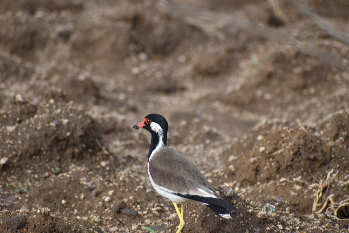 Red-wattled Lapwing - ML636402317
