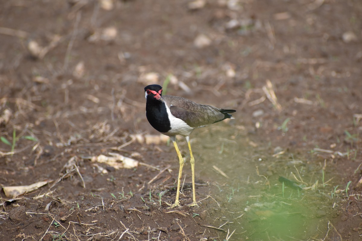 Red-wattled Lapwing - ML636402319