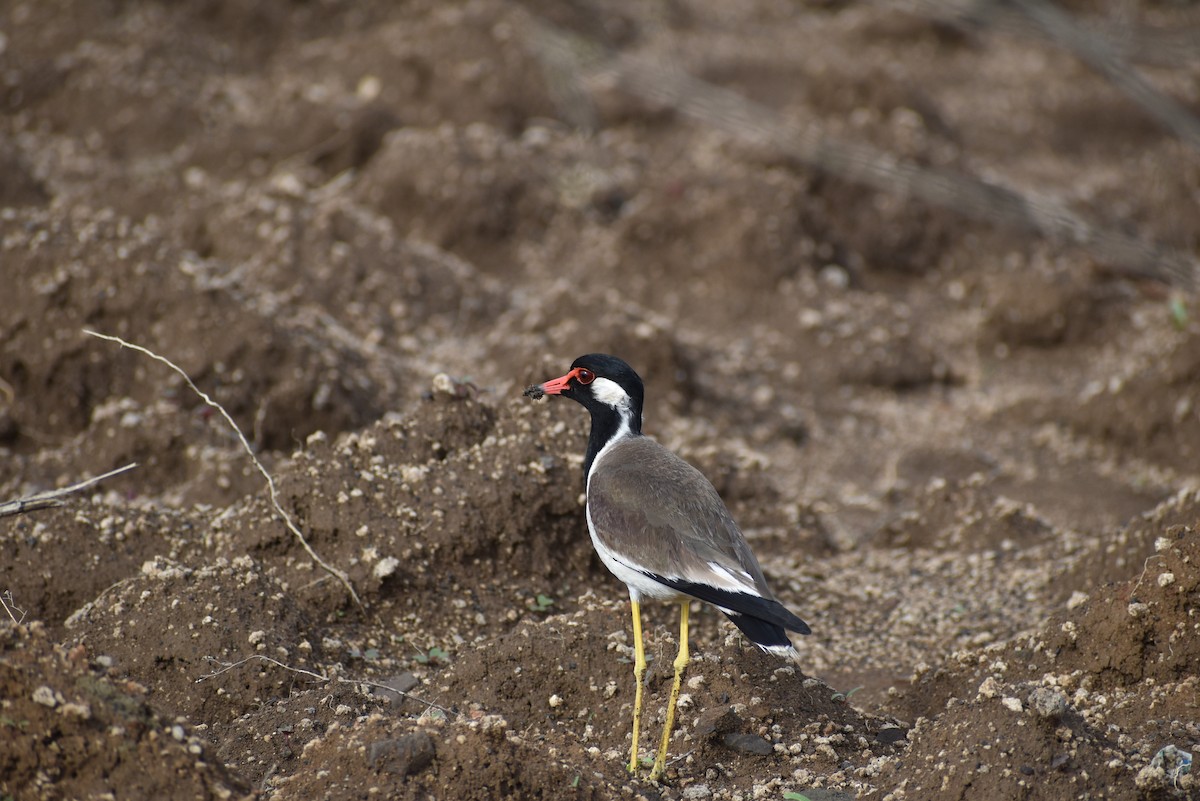 Red-wattled Lapwing - ML636402320
