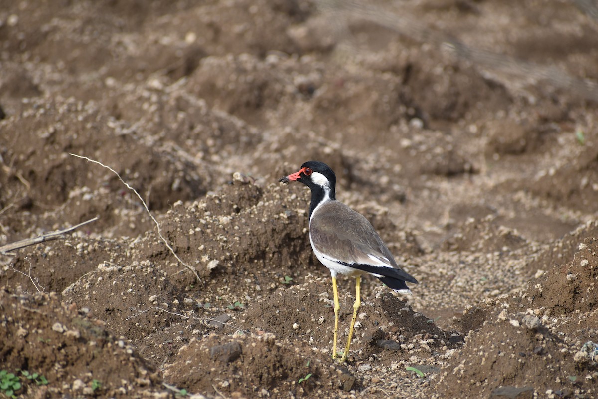 Red-wattled Lapwing - ML636402321