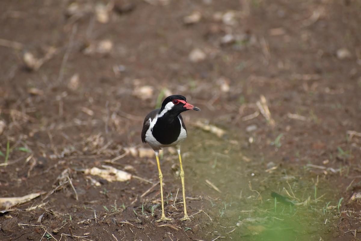 Red-wattled Lapwing - ML636402322