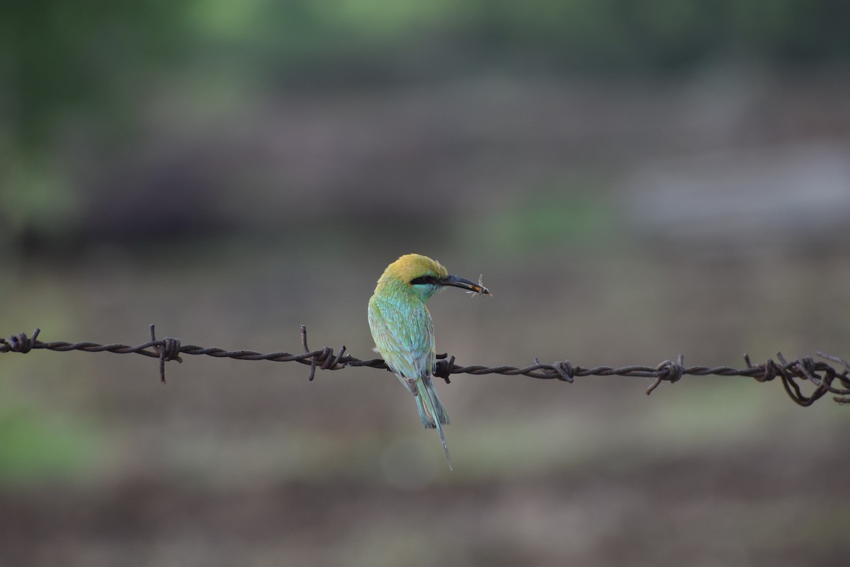 Asian Green Bee-eater - ML636402341
