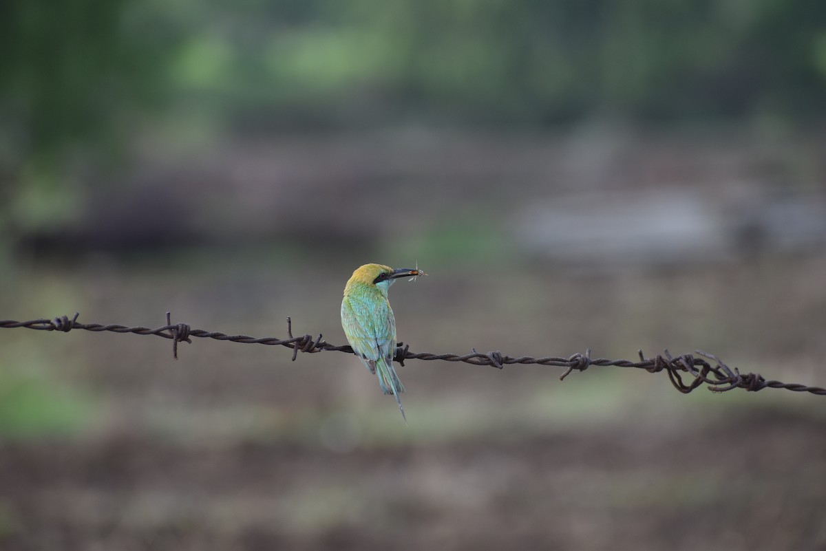 Asian Green Bee-eater - ML636402342