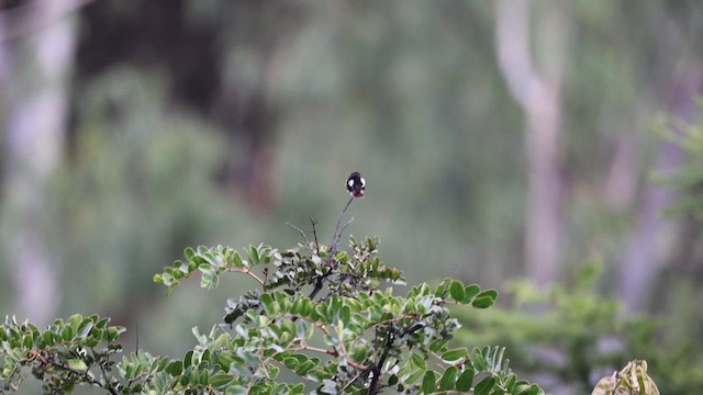 White-bellied Woodstar - ML636402377