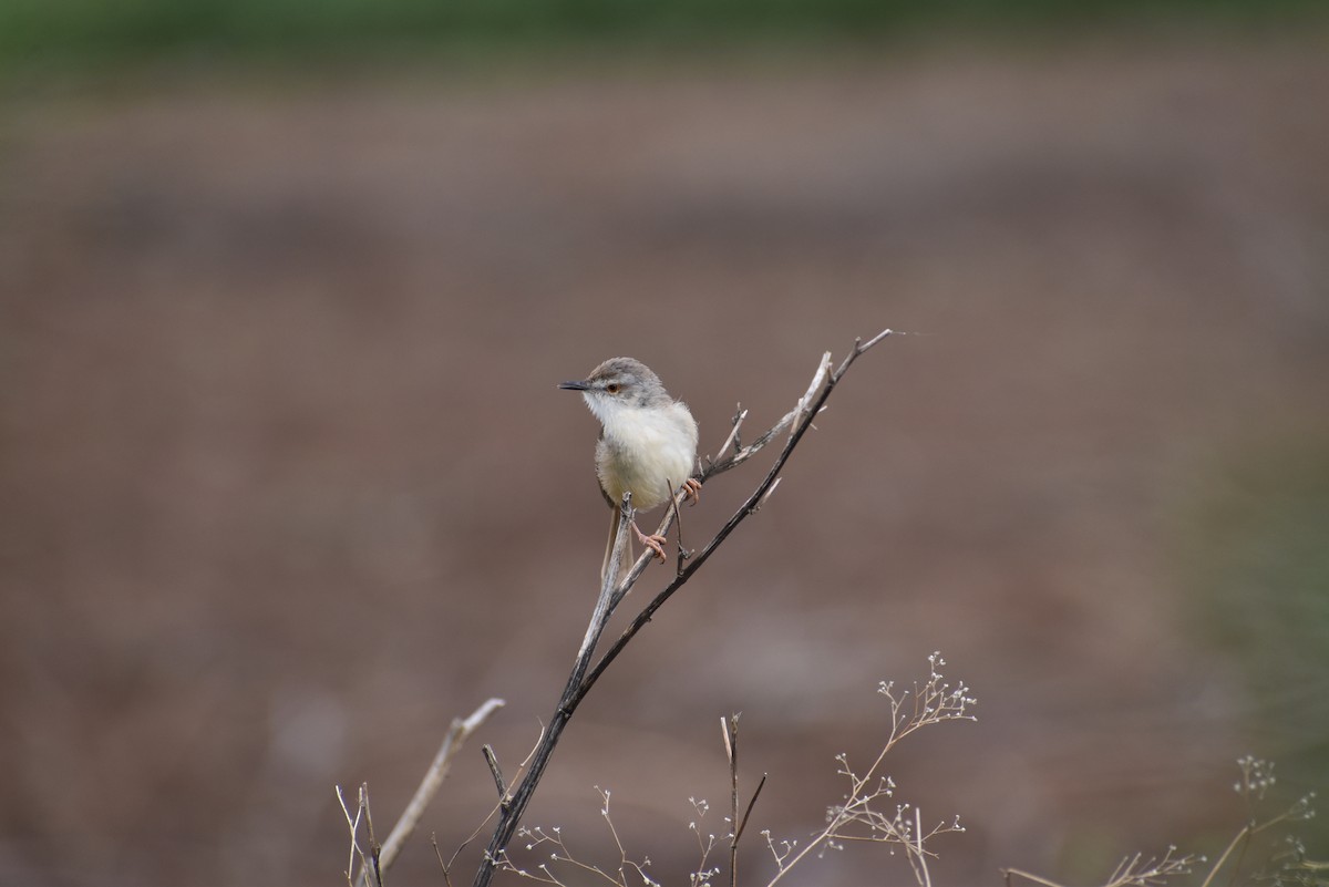 Plain Prinia - ML636402381