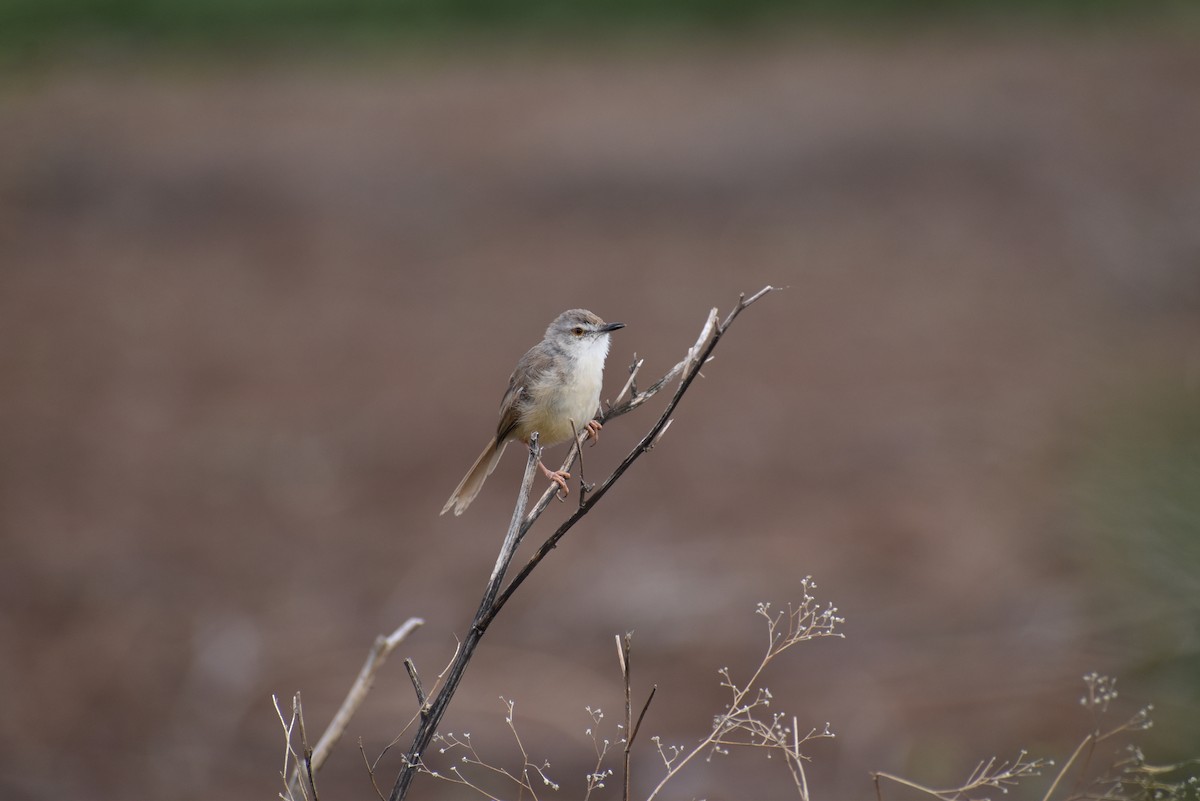 Plain Prinia - ML636402382