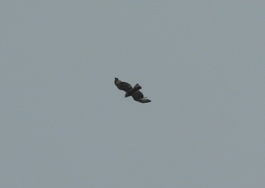 Buteo sp. - ML636402393