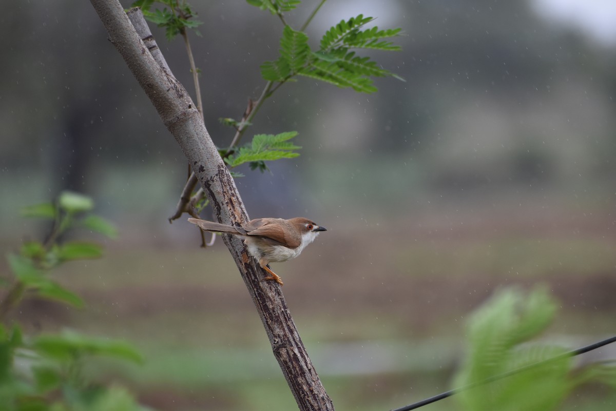 Yellow-eyed Babbler - ML636402403