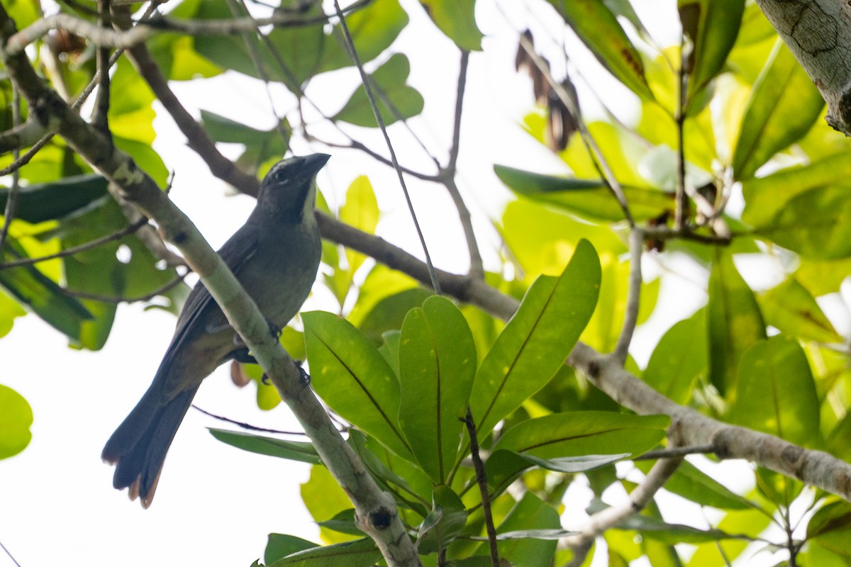 Bluish-gray Saltator - ML636402407