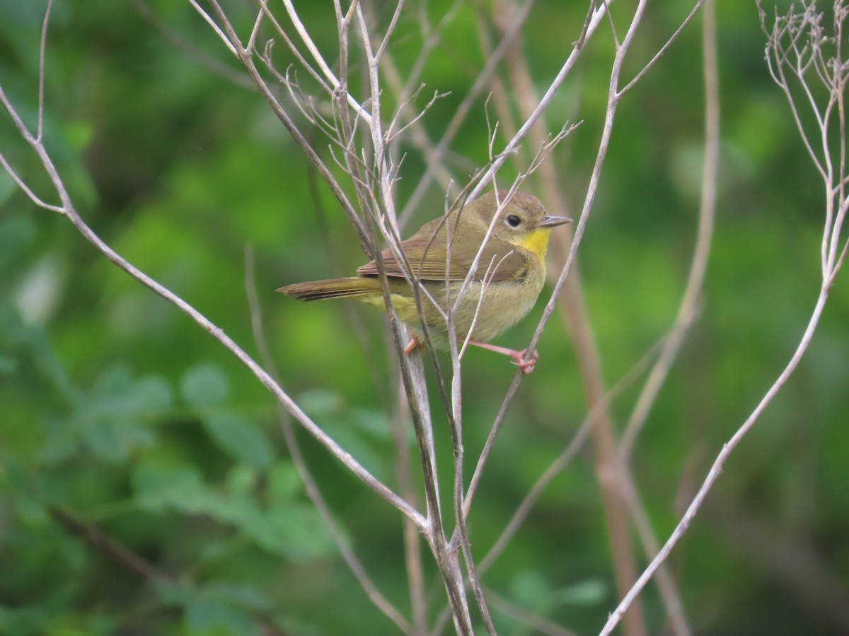 Common Yellowthroat - ML636402411