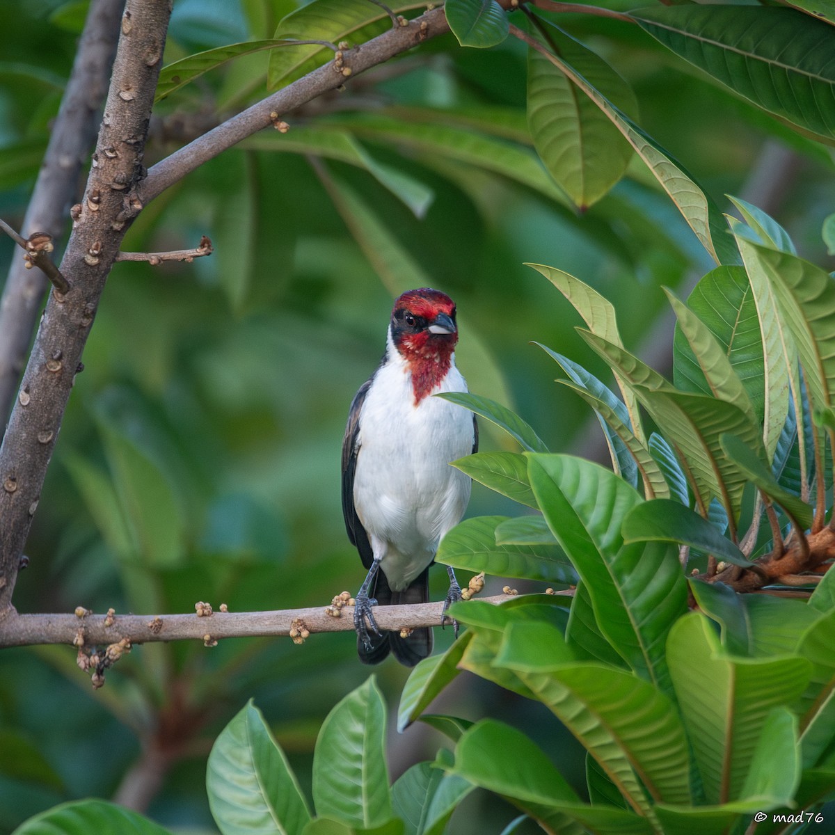 Masked Cardinal - ML636402415