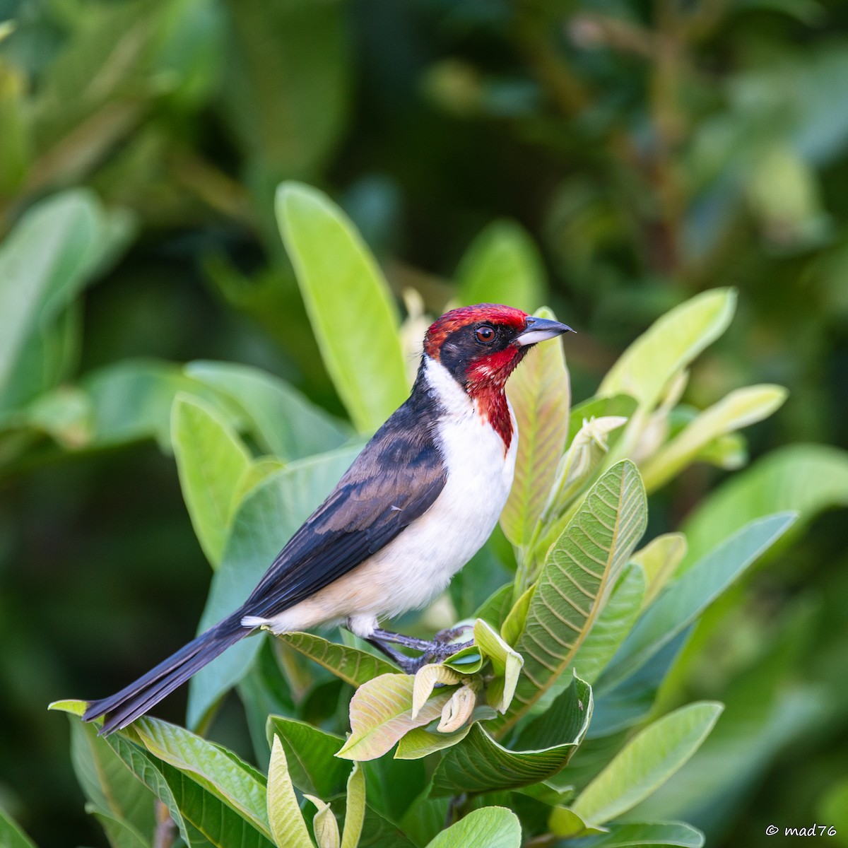 Masked Cardinal - ML636402416