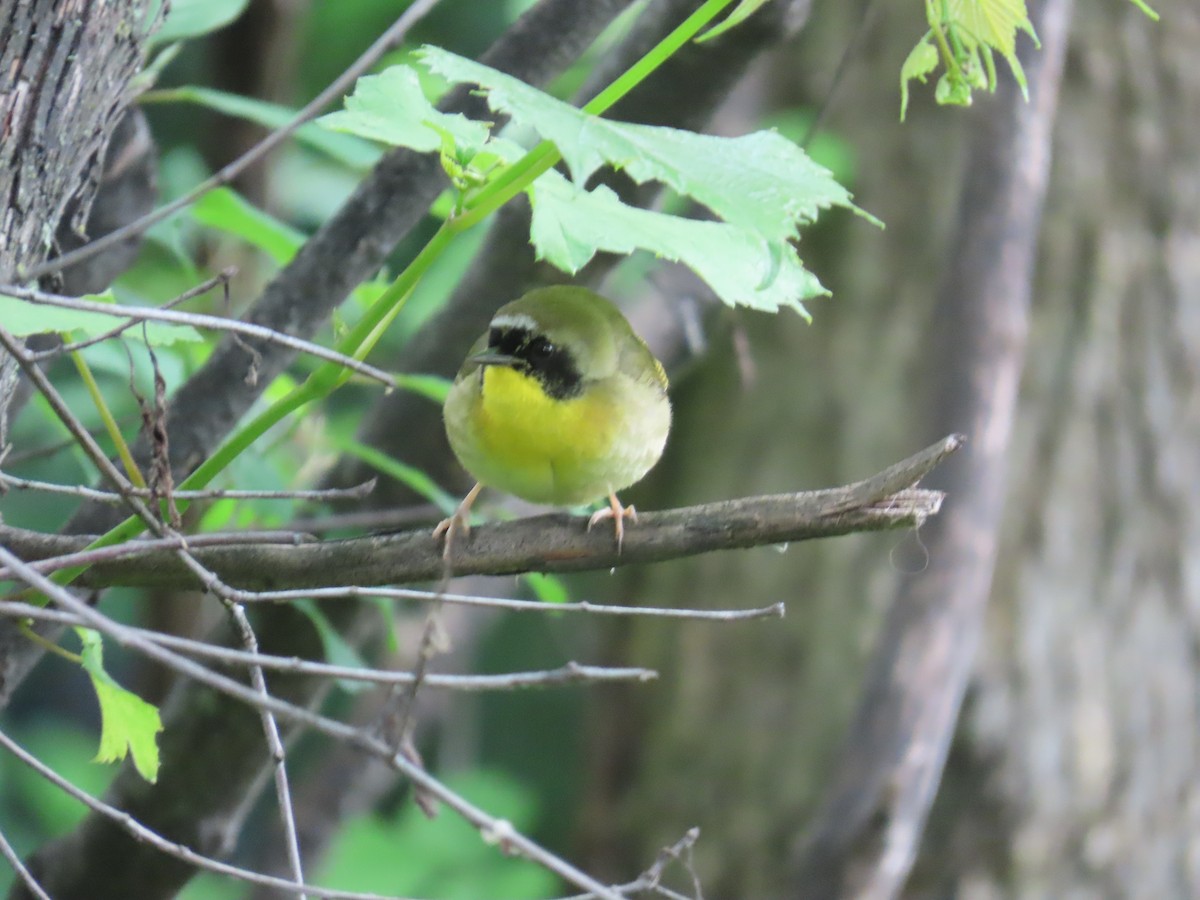 Common Yellowthroat - ML636402417