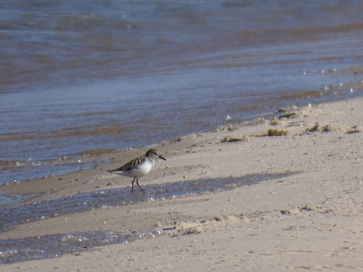 Semipalmated Sandpiper - ML636402430