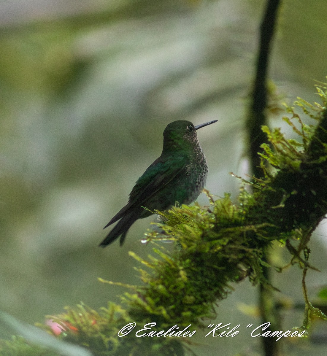 Greenish Puffleg - ML636402437