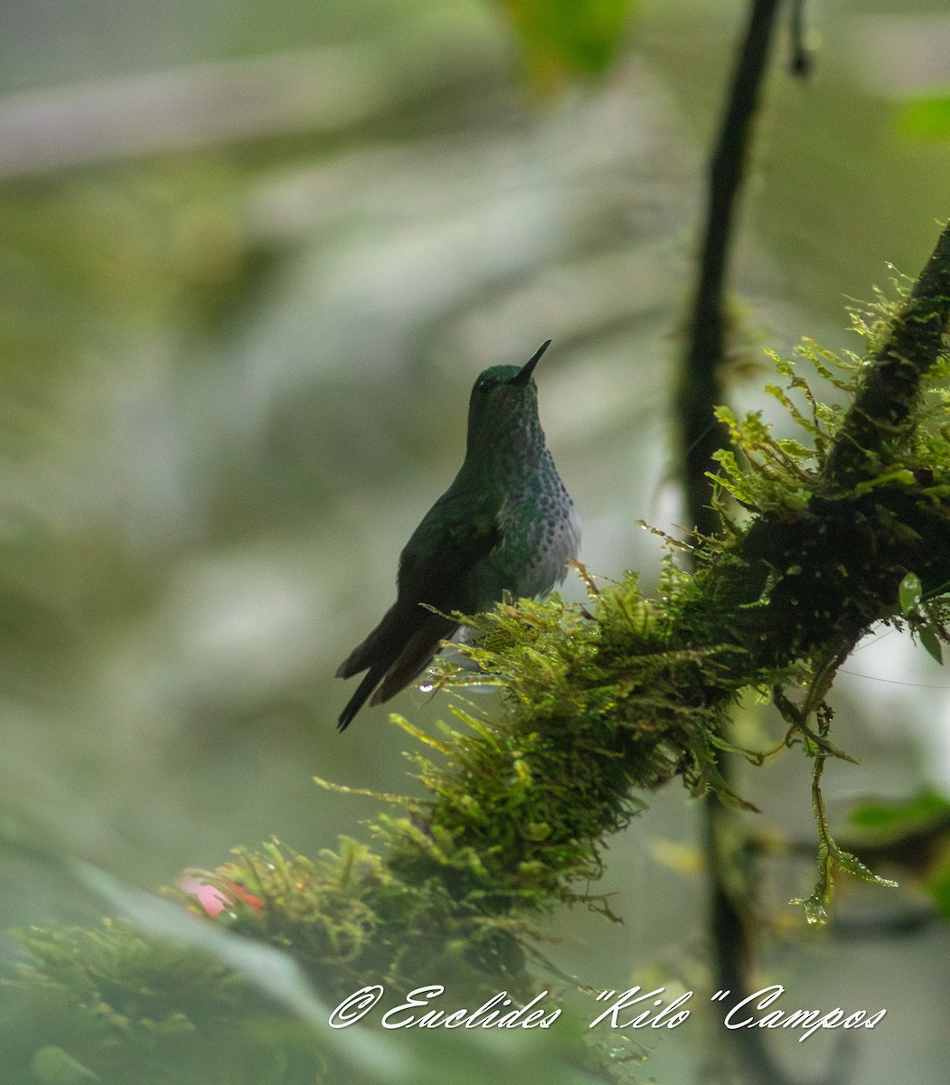 Greenish Puffleg - ML636402438