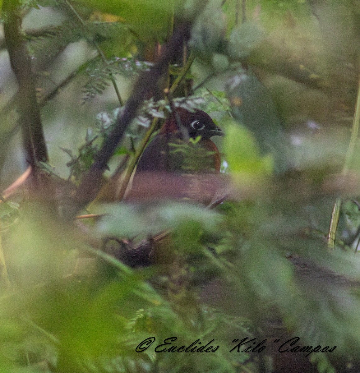 Rufous-breasted Antthrush - ML636402455