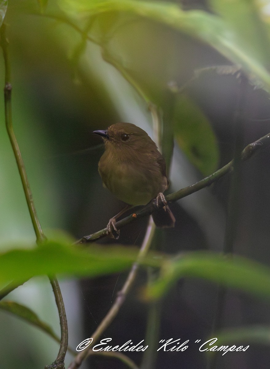 Bronze-olive Pygmy-Tyrant - ML636402467
