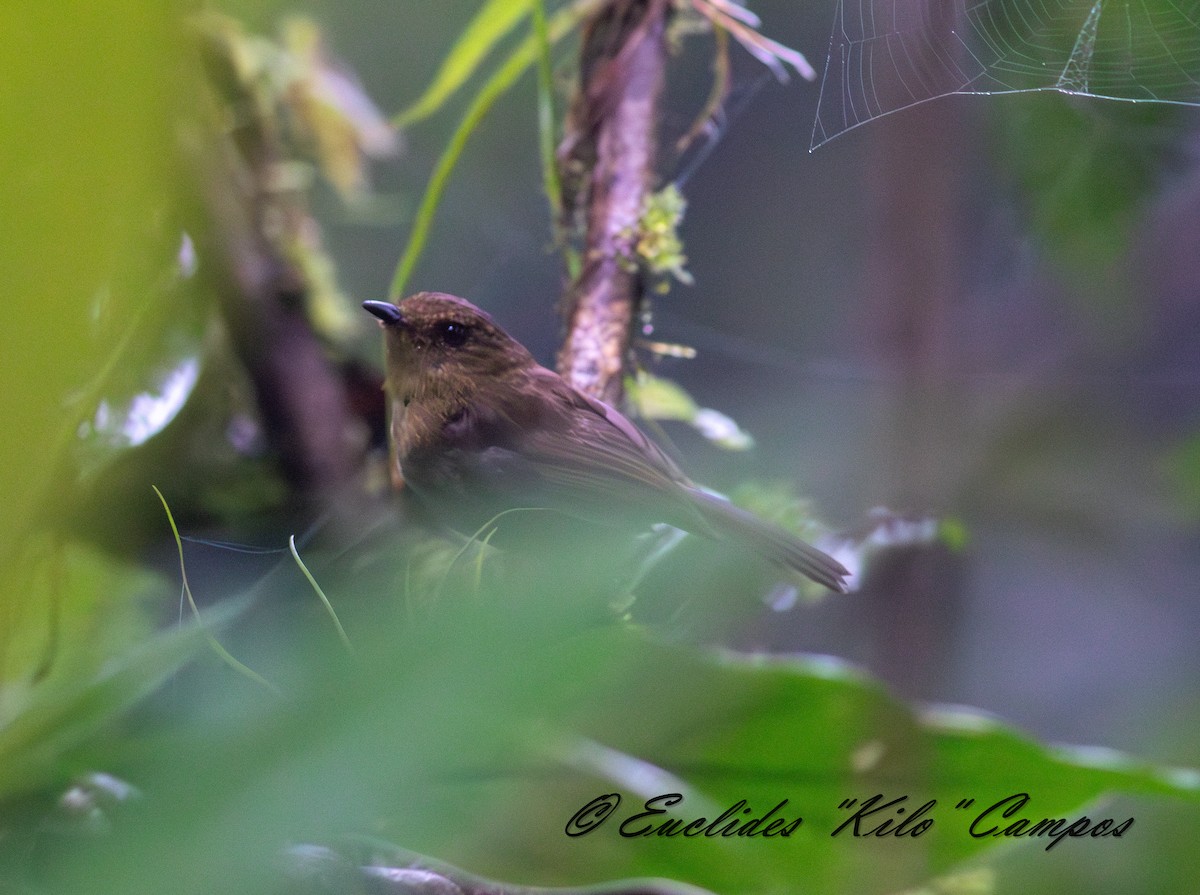 Bronze-olive Pygmy-Tyrant - ML636402470
