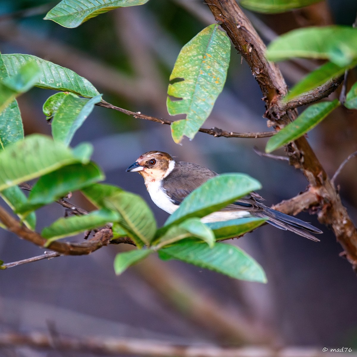 Masked Cardinal - ML636402497