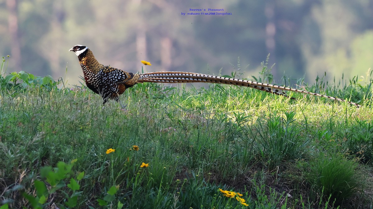 Reeves's Pheasant - ML636402626