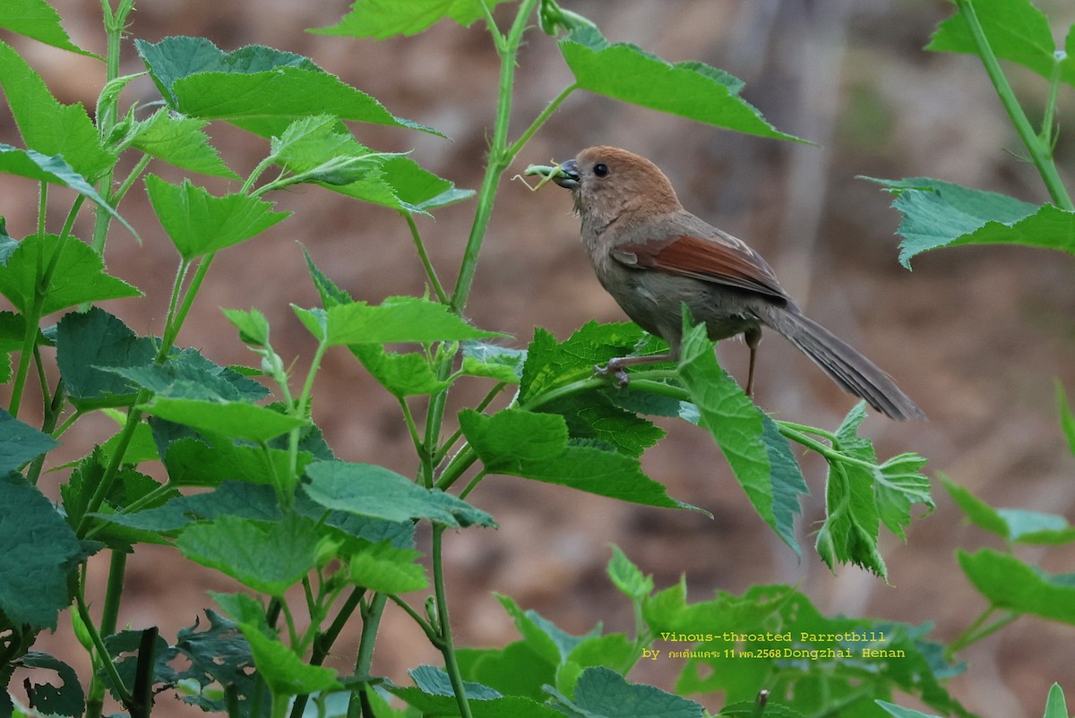 Бор хурагч - ML636402638