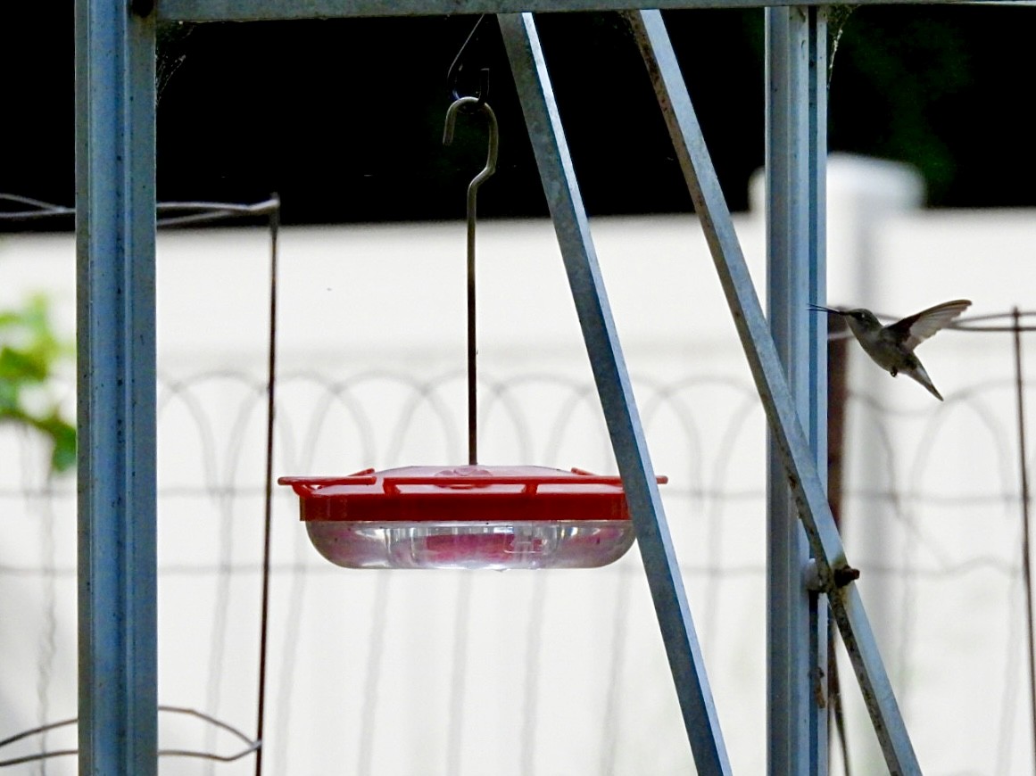 Ruby-throated Hummingbird - ML636402657