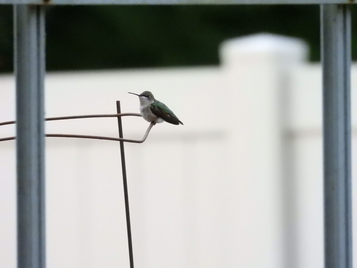 Ruby-throated Hummingbird - ML636402658