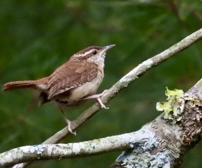 Carolina Wren - ML636402680