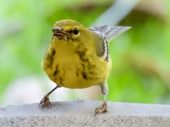 Pine Warbler - ML636402753