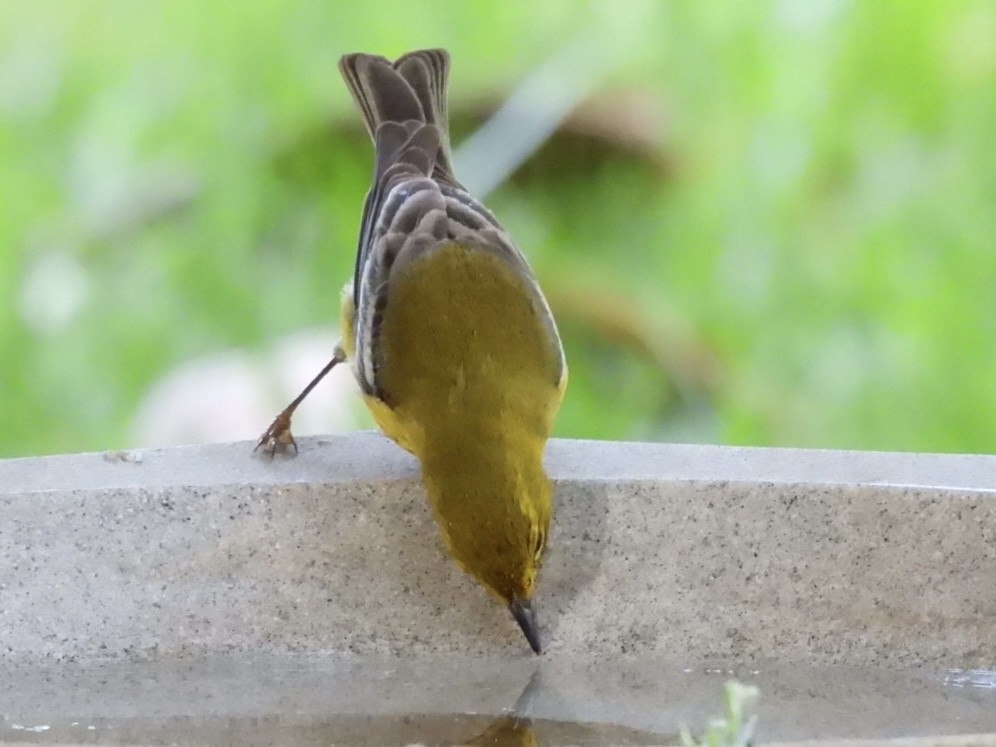 Pine Warbler - ML636402754