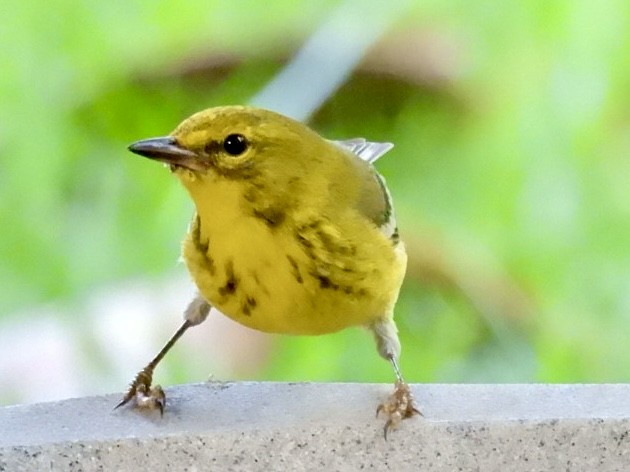 Pine Warbler - ML636402755