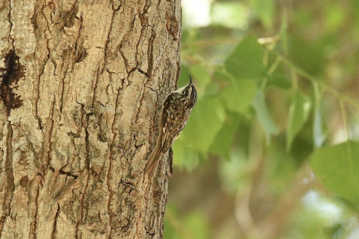 Brown Creeper - ML636402807