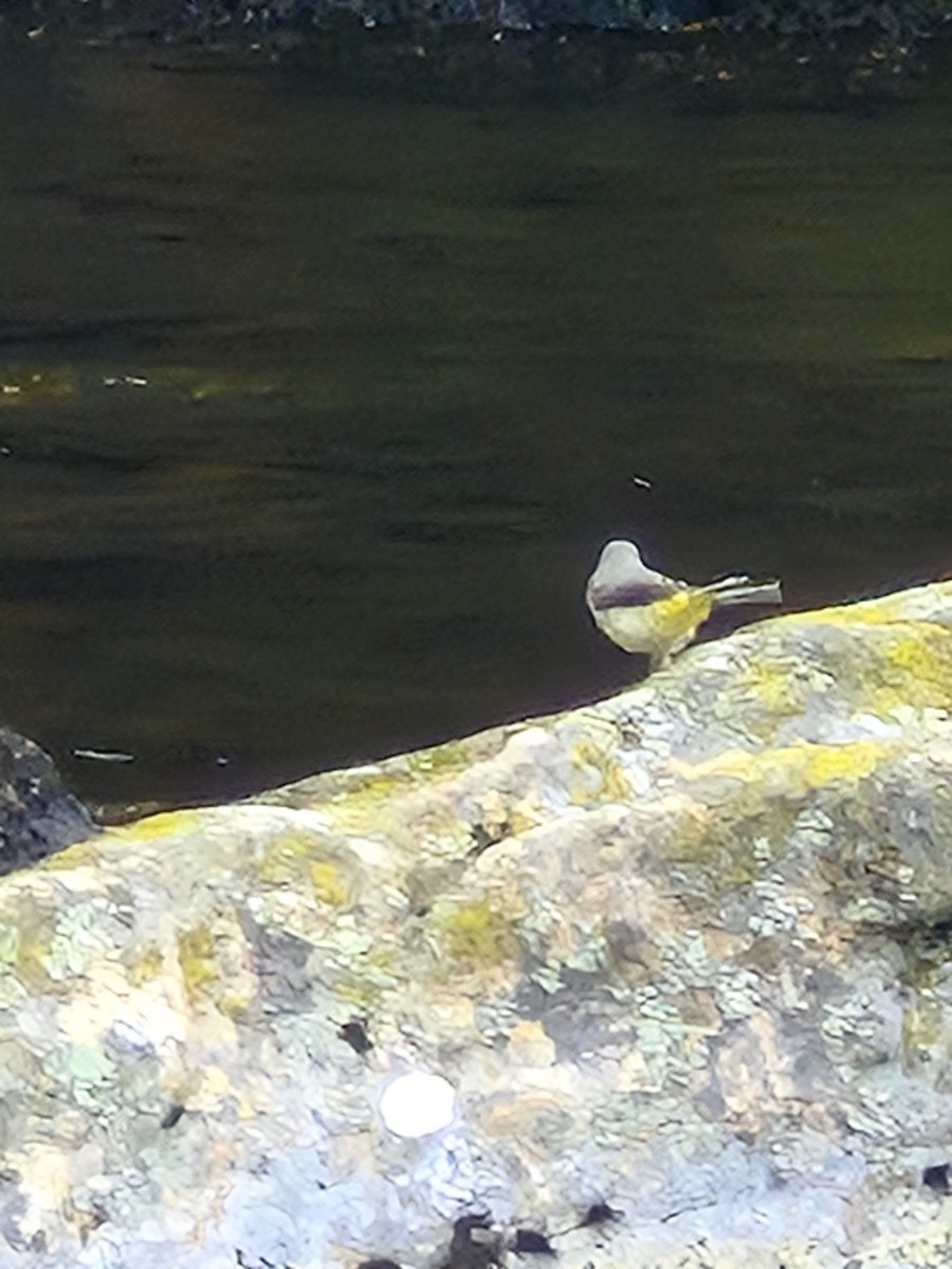 Gray Wagtail - ML636402895