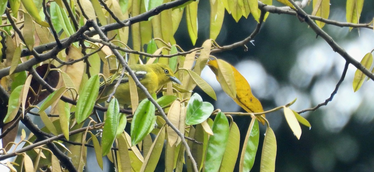 Garteniora - ML636402904