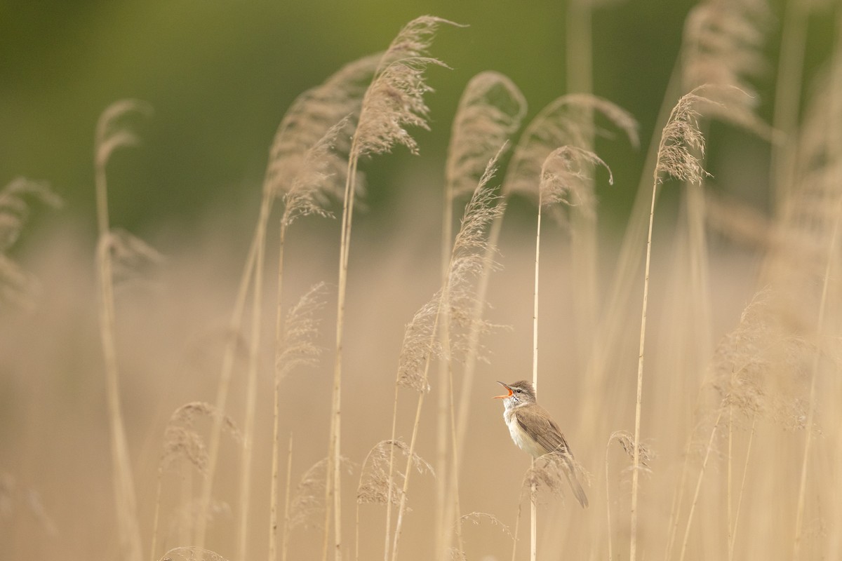 Great Reed Warbler - ML636402918
