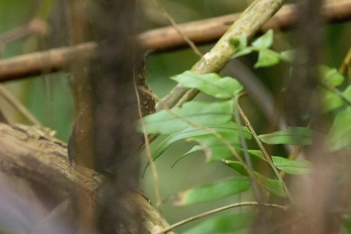 Pygmy Cupwing - ML636403034
