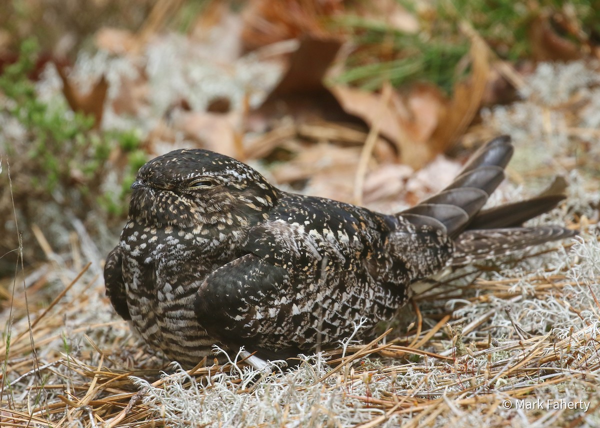 Common Nighthawk - ML636403036