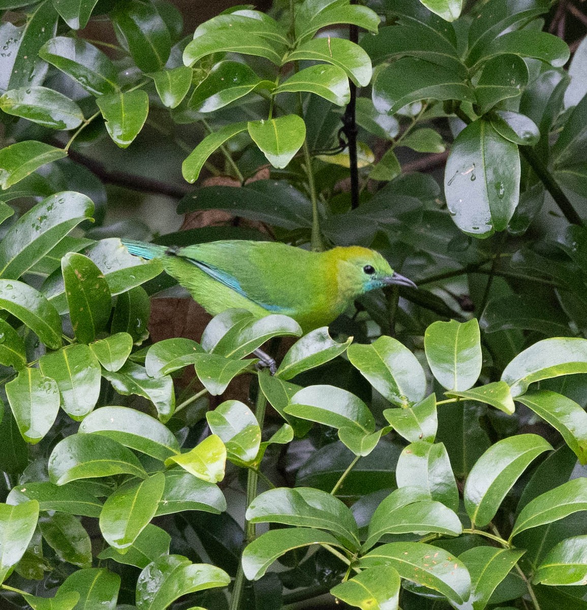 Blue-winged Leafbird - ML636403123