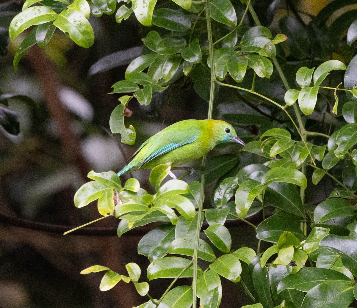 Blue-winged Leafbird - ML636403124