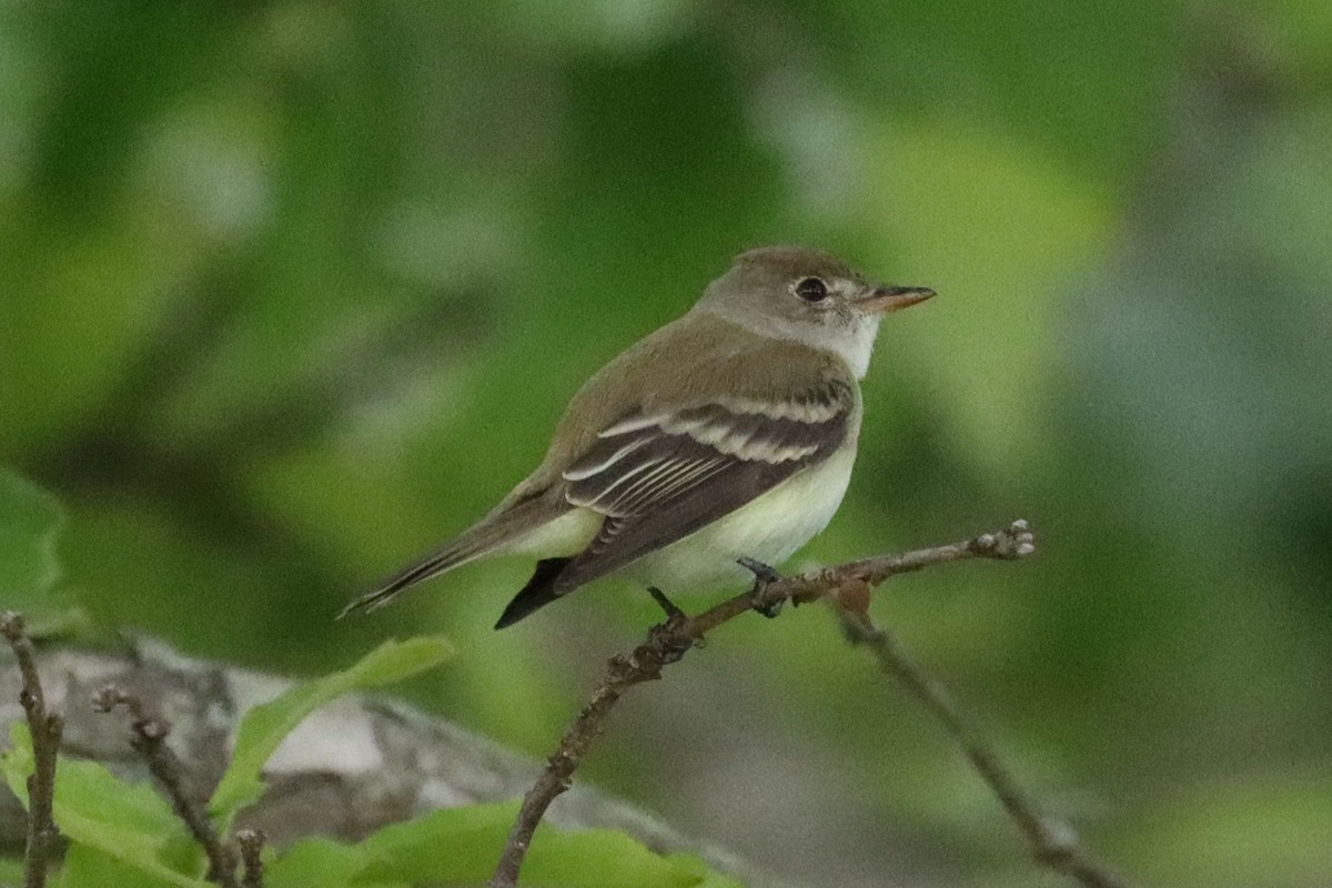 Empidonax sp. - ML636403157