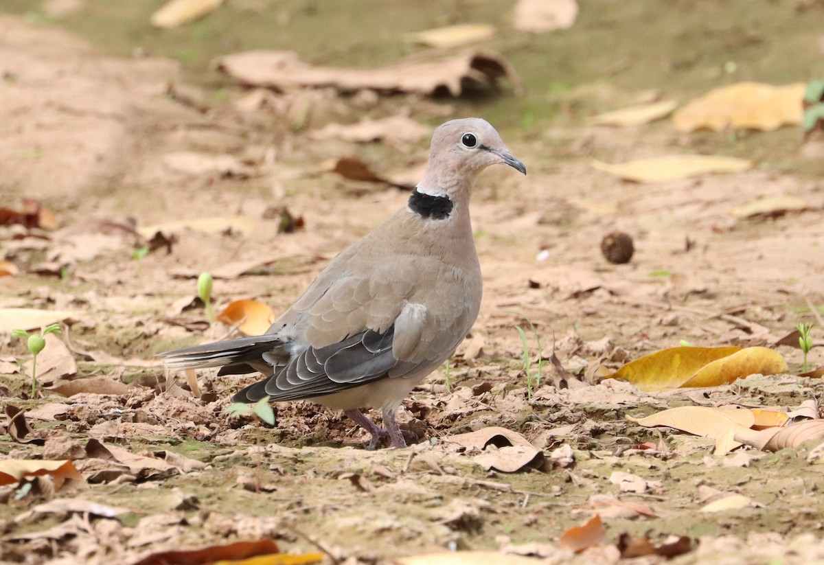 Vinaceous Dove - ML636403161